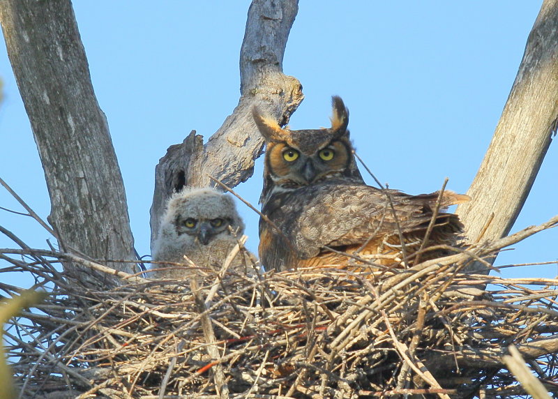 Great Horned Owl & owlet!