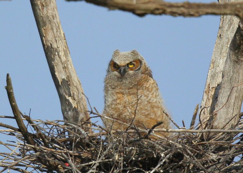 Great Horned Owlet