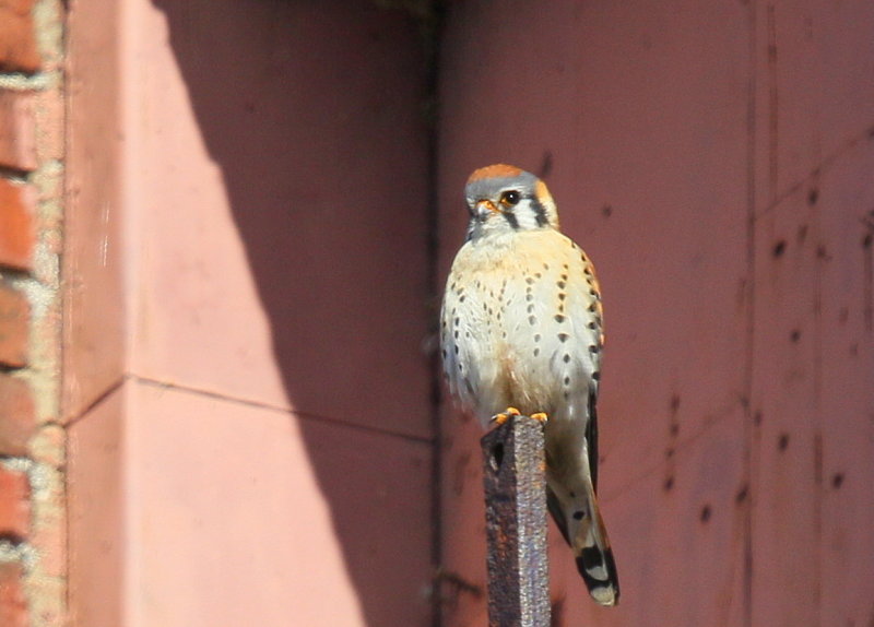 American Kestrel, male