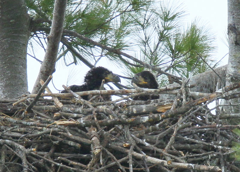 Bald Eagle nestlings