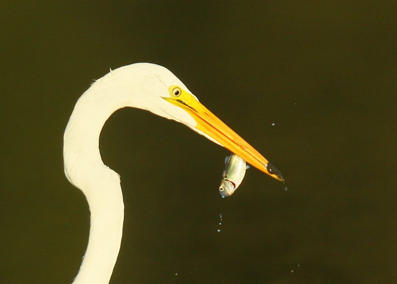 Great Egret