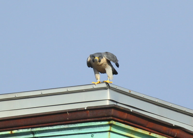 Peregrine Falcon, adult female (leg bands V/5)