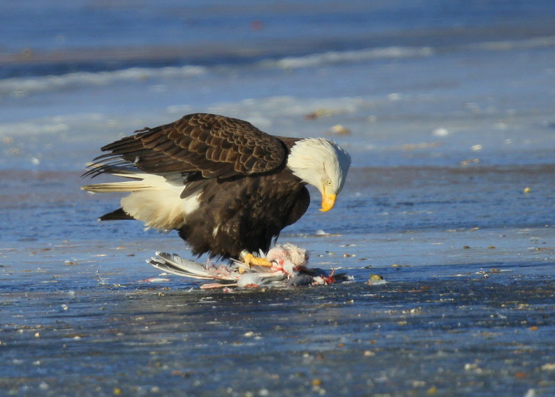 Bald Eagle, adult with transmitter and antenna