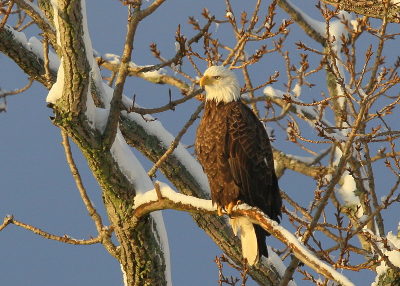 Bald Eagle, adult