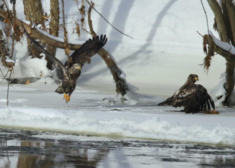 Bald Eagle subadults in food fight!