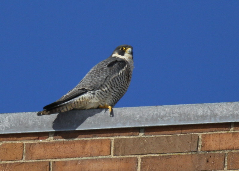 Peregrine Falcon, female back atop Verizon Bldg.