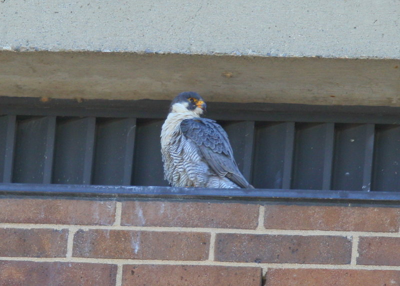 Peregrine Falcon, male somewhat indifferent!