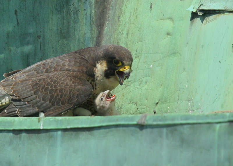 Peregrine Falcon, female with hatchlings