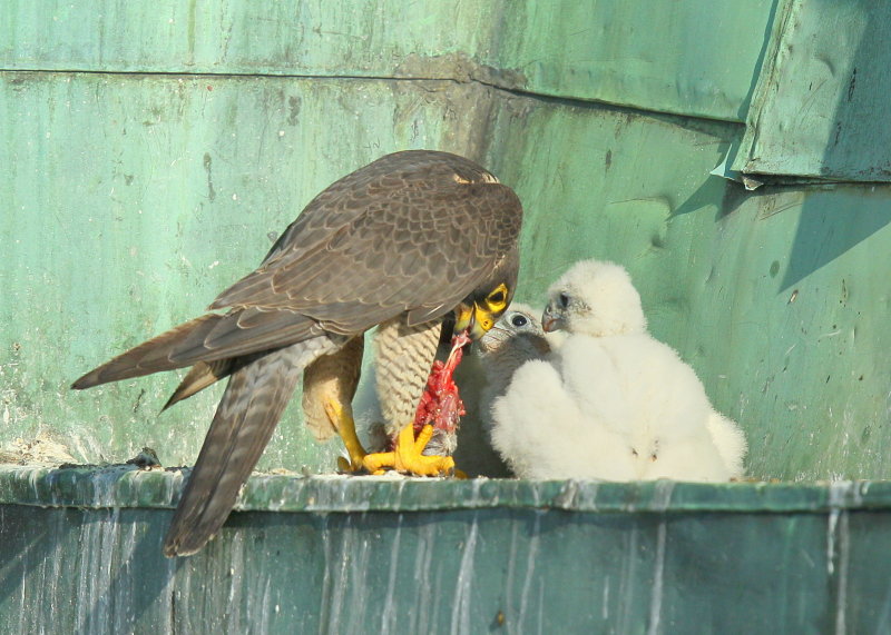 Peregrine Falcon chicks feeding on pulled something