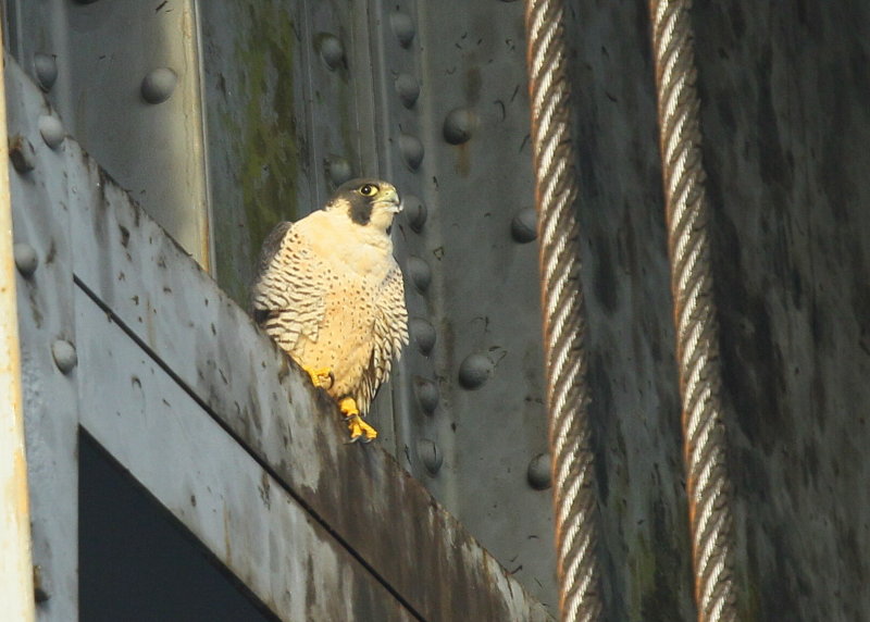 Peregrine Falcon, female (leg bands 79/BA)