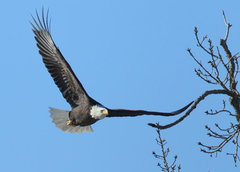 Bald Eagle adult, approaching tree