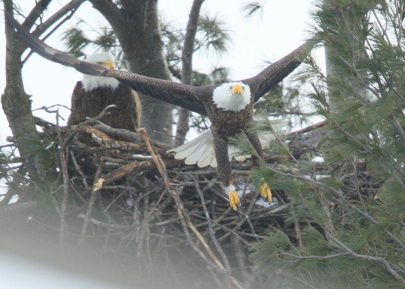 Bald Eagle, adult, leg band (WV4)