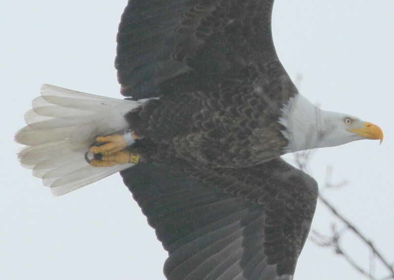 Bald Eagle, adult, leg band (WV4)