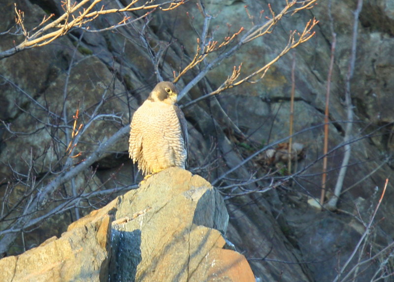 Peregrine Falcon, visiting female