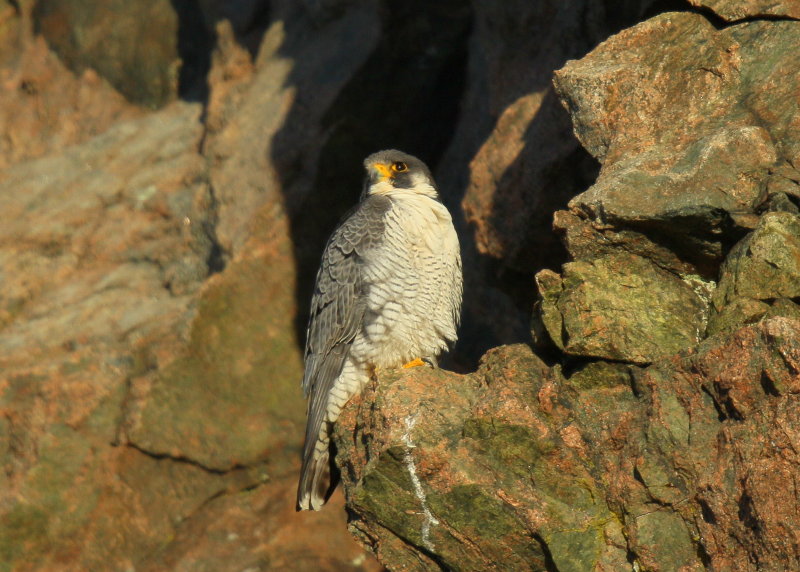 Peregrine Falcon, male
