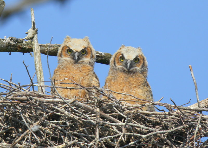 Great Horned Owlets