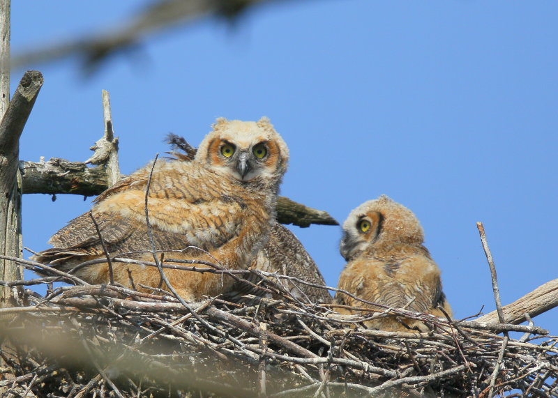 Great Horned Owlets