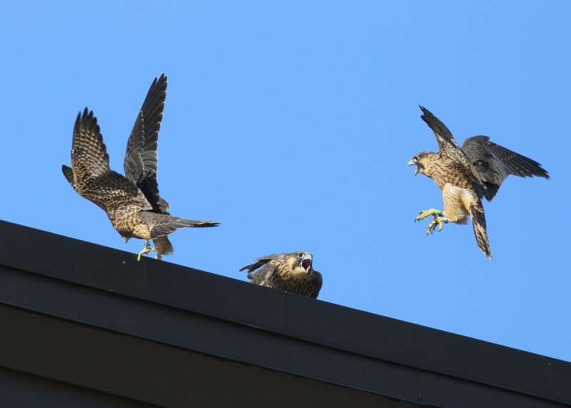 Peregrine Falcon fledglings