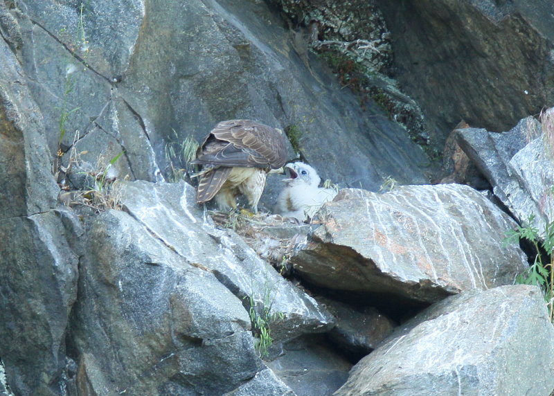 Peregrine Falcon chick being fed by mother