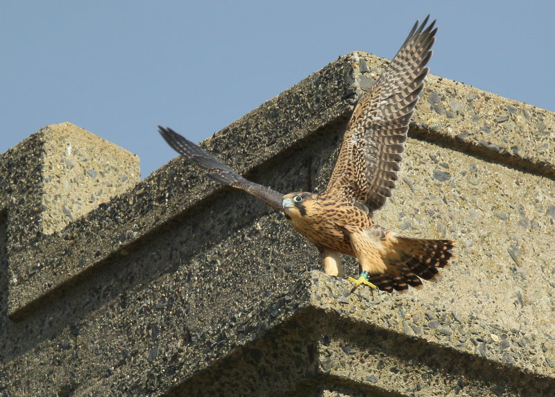 Peregrine Falcon fledgling flapping away (leg band 85/BS)