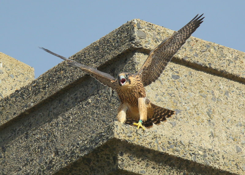 Peregrine Falcon fledgling flapping away (leg band 85/BS)