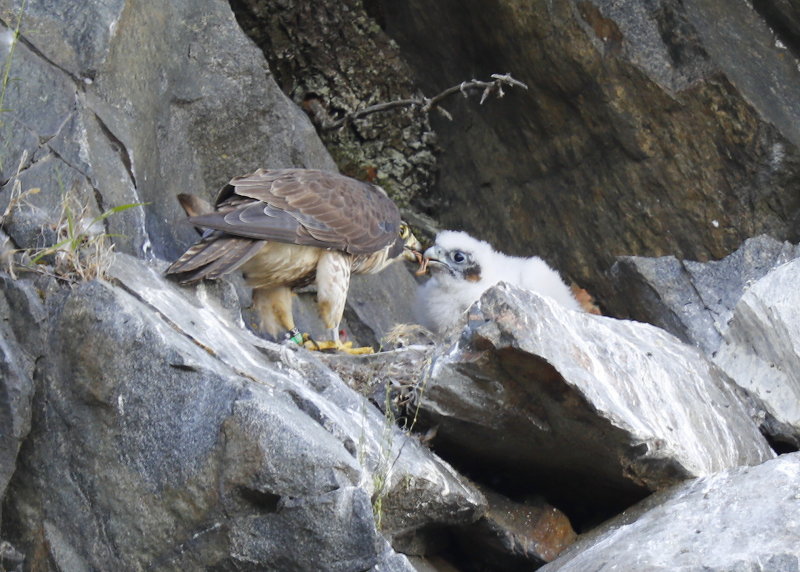 Peregrine Falcon chick being fed by mother