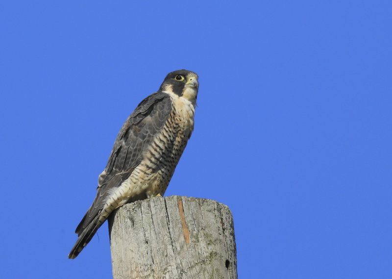 Peregrine Falcon, female