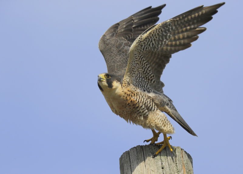 Peregrine Falcon, male (unabanded)