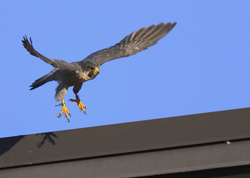 Peregrine Falcon, male: leg band 6/4 