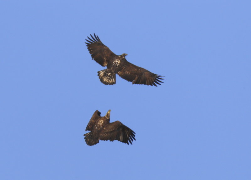 Bald Eagles aerial display