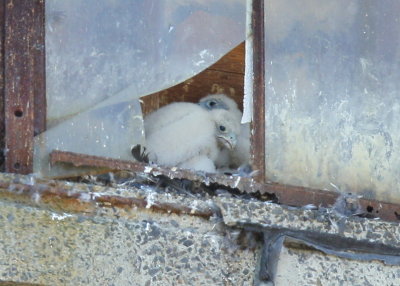 Peregrine chicks: fledgling stage, siblings moving around in tight quarters