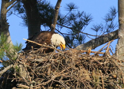 Bald Eagle, adult in nest feeding chick