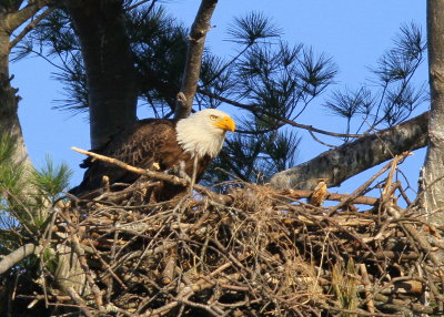 Bald Eagle, adult in nest feeding chick