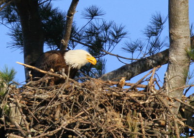 Bald Eagle, adult in nest feeding chick