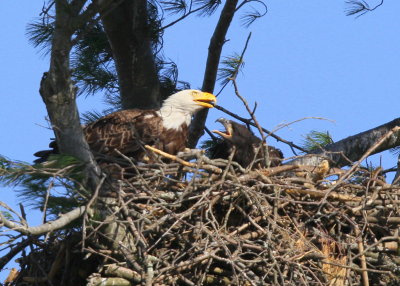 Bald Eagle, adult in nest feeding chick