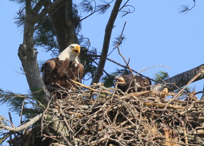 Bald Eagle, adult in nest feeding chick