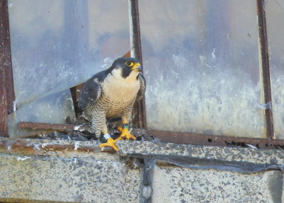 Peregrine adult, female energing from nest opening (V5 leg band)