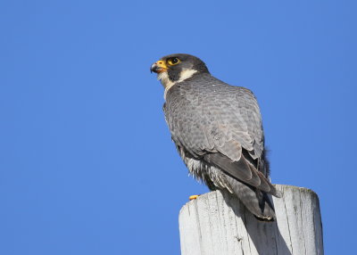 Peregrine adult, female perched on nearby utility pole
