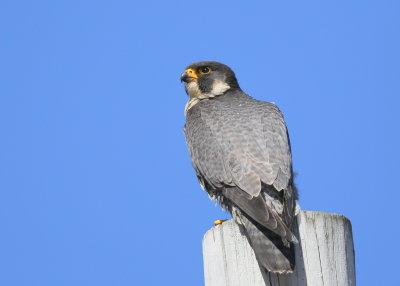 Peregrine adult, female perched on nearby utility pole