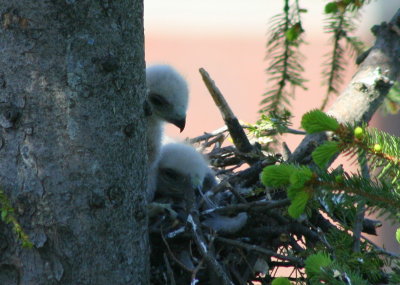 Red-tailed Hawk chicks
