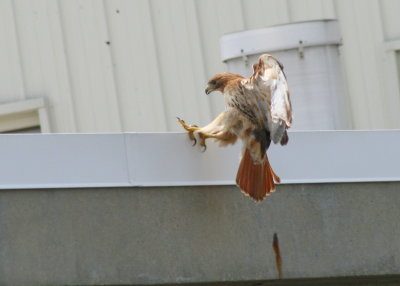 Red-tailed Hawk, female on roof near nest
