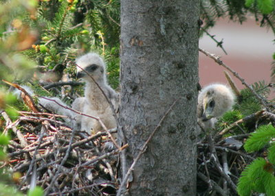 Red-tailed Hawk chicks