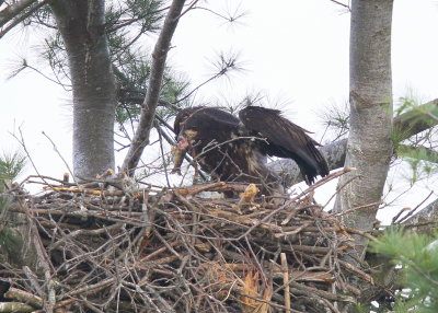Bald Eagle chick with fish in bill!