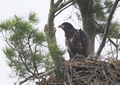 Bald Eagle chick in nest alone