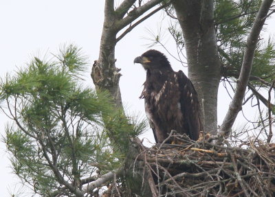 Bald Eagle chick in nest alone