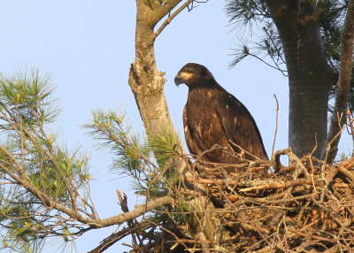 Bald Eagle chick almost fully grown