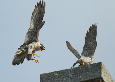 Peregrine Falcon, adult female landing