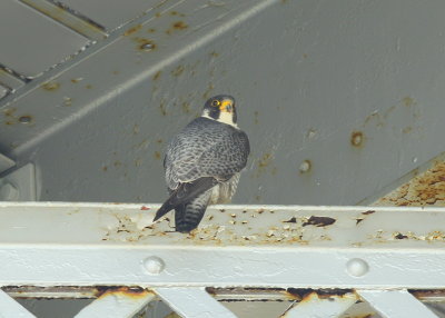 Peregrine Falcon, adult