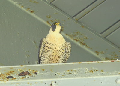 Peregrine Falcon, adult