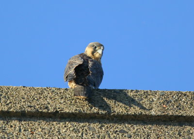 Peregrine chicks: fledgling stage